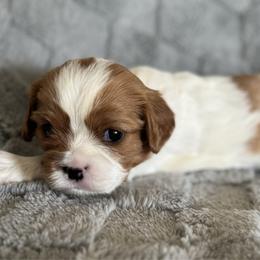 Elsa - Pink collar - Blenheim female Cavalier King Charles Spaniel puppy in Wilton, California from Becky's Cavalier King Charles Spaniels