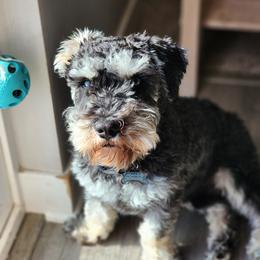 Eeyore - Miniature Schnauzer