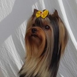 Yorkshire Terrier All Grown Up from The Best Yorkies, by Montbleau