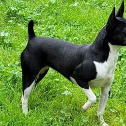 Aoife - Rat Terrier