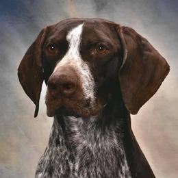 Connor - German Shorthaired Pointer