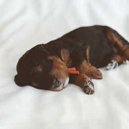 Bernedoodle and Goldendoodle Puppies from Baileys Ranch
