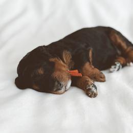Bernedoodle and Goldendoodle Puppies from Baileys Ranch