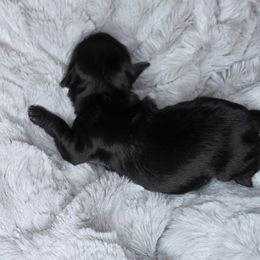 Fritz - Little Man - Black male Miniature Schnauzer puppy in Hertford, North Carolina from Little Bug Schnauzers