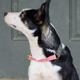 Border Collie All Grown Up from M&D Border Collies