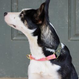 Border Collie All Grown Up from M&D Border Collies