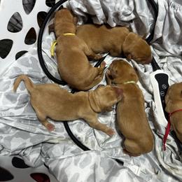 Female 3 - Yellow female Labrador Retriever puppy in Troy, South Carolina from Wicked Flyer Retrievers