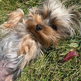 Yorkshire Terriers from Salas Yorkies NV