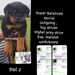 Boy 2 - Black and mahogany male Rottweiler puppy in De Witt, Iowa from Irish Eyes Kennels