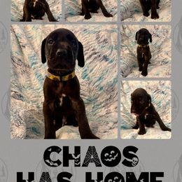 Chaos - Fawn male Great Dane puppy in Longview, Texas from Noctua Kennels