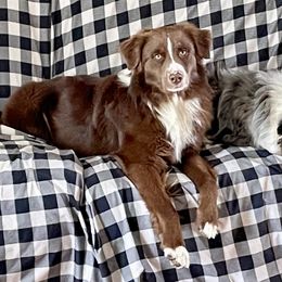 Chase - Australian Shepherd