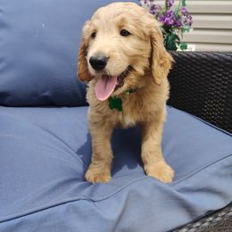 Ned - Red  Goldendoodle puppy in Hudson, Florida from Can Do It Dogs