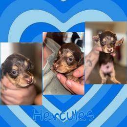 Hercules - Chocolate and tan male Dachshund puppy in Brazil, Indiana from King Duke Dachshunds