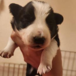 Token - Black and white male Border Collie puppy in Ocala, Florida from Oddity Kennels