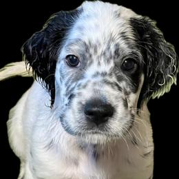 Quinn - Blue belton male English Setter puppy in Windham, Connecticut from McFella’s Gun Dogs