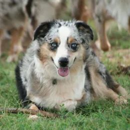 Miniature Australian Shepherd and Toy Australian Shepherd All Grown Up from Long's lil Aussies