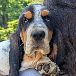 Akita, Basset Hounds, and Cavapoos from Hounds and Doodles