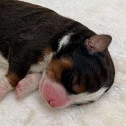 Paprika - Sable female Bernedoodle puppy in Clermont, Florida from Shadow Bernedoodles & Dog Training