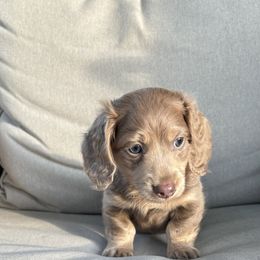 Dachshund Puppies from Boujee Dachshunds