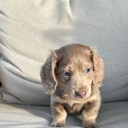 Dachshund Puppies from Boujee Dachshunds