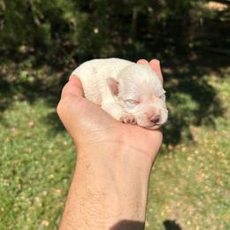 Jack - White male Miniature Schnauzer puppy in Clover, South Carolina from Bobo’s Babies Kennels