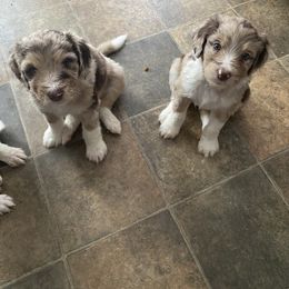 Aussiedoodle Puppies from Drew’s Aussies & Doodles