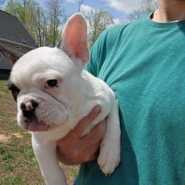 Puppy 2 - Black and white male French Bulldog puppy in Eden Nc, North Carolina from Clearview boxers