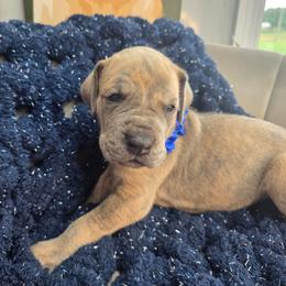 Truvy - Brindle female Great Dane puppy in Granby, Missouri from HCR Great Danes