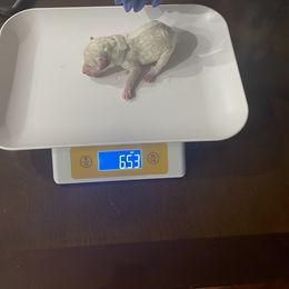 Poodle Puppies from Cute paws poodles