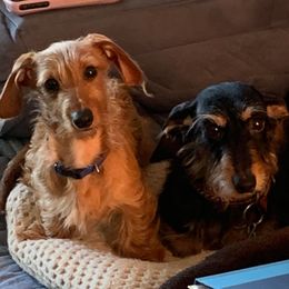 Dachshund All Grown Up from Marilyn's Dachshunds