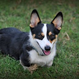 Holly - Pembroke Welsh Corgi