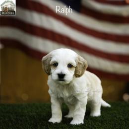 Ralph - Apricot male Australian Labradoodle puppy in Cashmere, Washington from Mountain Home Doodles