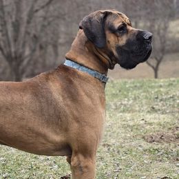 Great Danes from Port Bay Danes