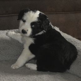 Squint AKC Mini American - Miniature American Shepherd puppy from 74 Ranch Minis