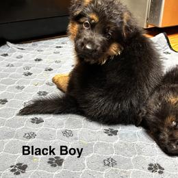 Boy 2 - Black and red male German Shepherd puppy in Puyallup, Washington from Majestic Royal German Shepherd’s