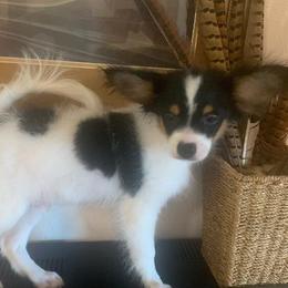 Sugar - Black brown and white male Papillon puppy in Lake Wales, Florida from Papillon's of Polk County Florida