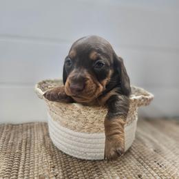 Lily - Chocolate and tan female Dachshund puppy in Anaconda, Montana from Montana Country Dachshunds