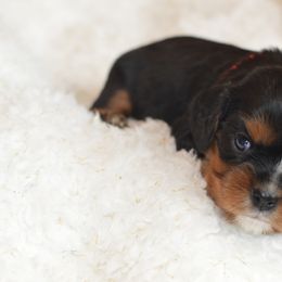 Cavalier King Charles Spaniel Puppies from Diamond Rose Cavalier LLC