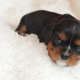Cavalier King Charles Spaniel Puppies from Diamond Rose Cavalier LLC