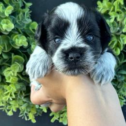 Hank- blue collar boy - Parti male Miniature Schnauzer puppy in Oneonta, Alabama from Murphree Valley Kennels