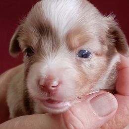 Candy - Red merle female Toy Australian Shepherd puppy in Fort White, Florida from Triple-s-kennel