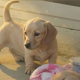 Goldie 2 (AKC REGISTRATION) - Cream female Dachshund puppy in Beaumont, California from Santa Rita Doxies