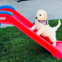 Goldendoodle and Sheepadoodle Puppies from Valley Doodles