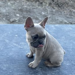 French Bulldog Puppies from Blue Lotus Frenchies