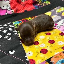 Bella - Chocolate and tan female Yorkshire Terrier puppy in Lynwood, Illinois from SaintNicksWay