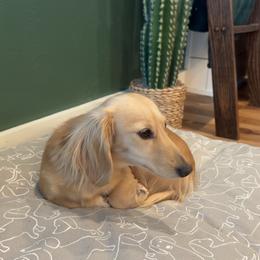 Peach - Dachshund