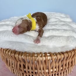Yellow - Red  male Goldendoodle puppy in Ruthorfordton, North Carolina from Duncan Doodles Goldendoodles