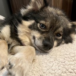 Amaya - Pomsky