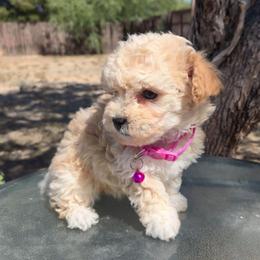 Lovey - Apricot female Maltipoo puppy in Sahuarita, Arizona from Cowgirl's Legacy Maltipoos
