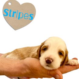 Stripes - Apricot male Australian Labradoodle puppy in Upland, California from Kings Labradoodles